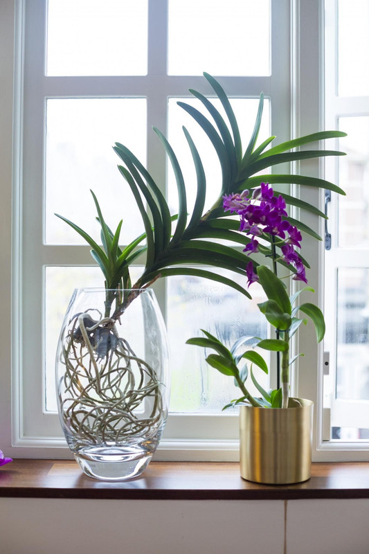 Орхидея ванда на подоконнике просто и красиво. Идеи декорирования интерьера.