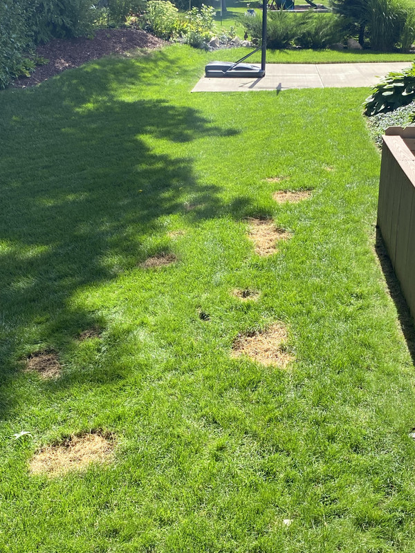 Grass