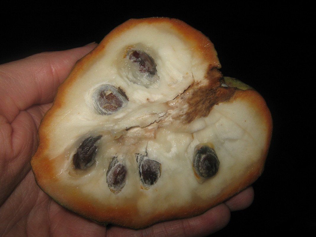 chirimoya_-la-salida-chile-20141010T000448