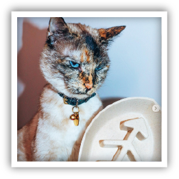 Site-Web-vignette-Instagram-Gamelle-chat-bio-45