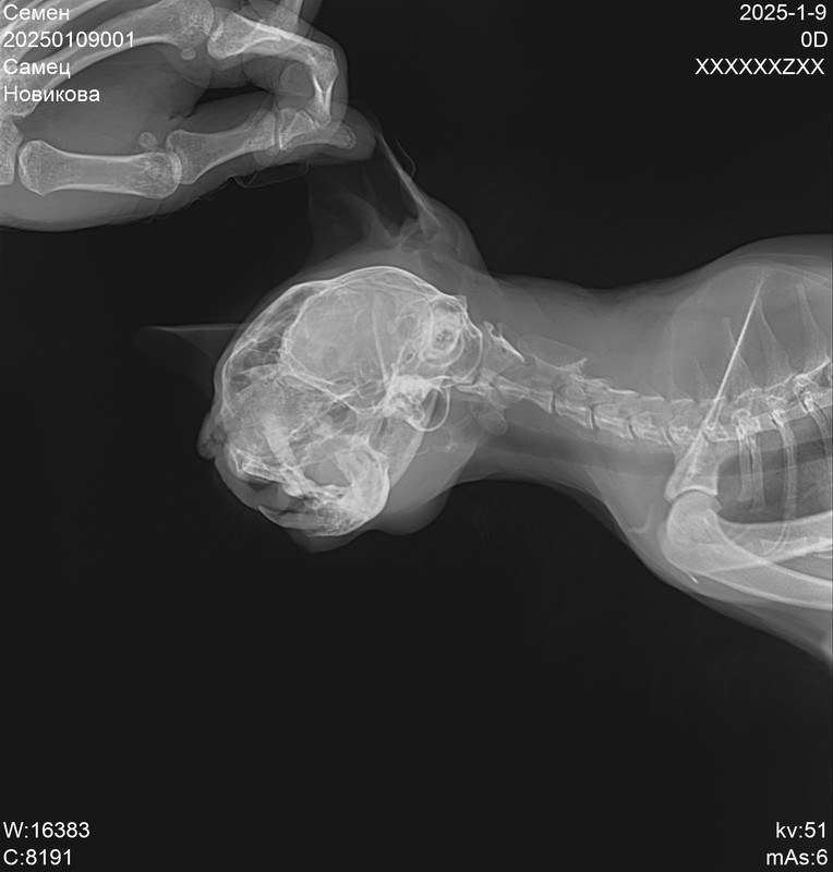 20250109001_Семен_Новикова_20250109221515130