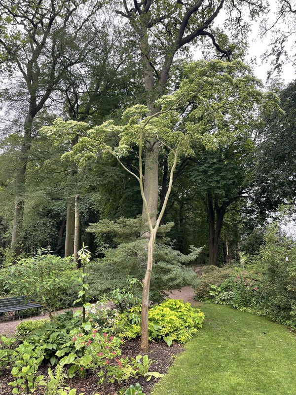IMG 0352
