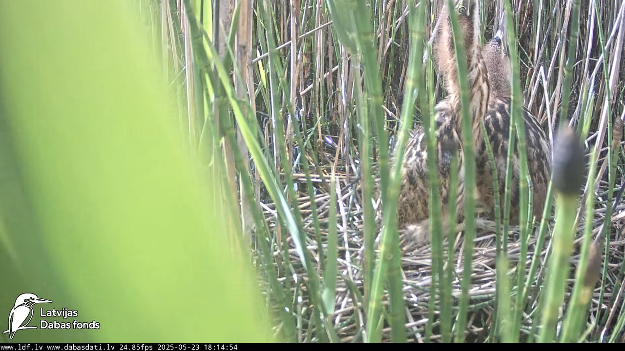LDF Lielais dumpis (Botaurus stellaris) Zemītes pagastā 13-4-15 screenshot