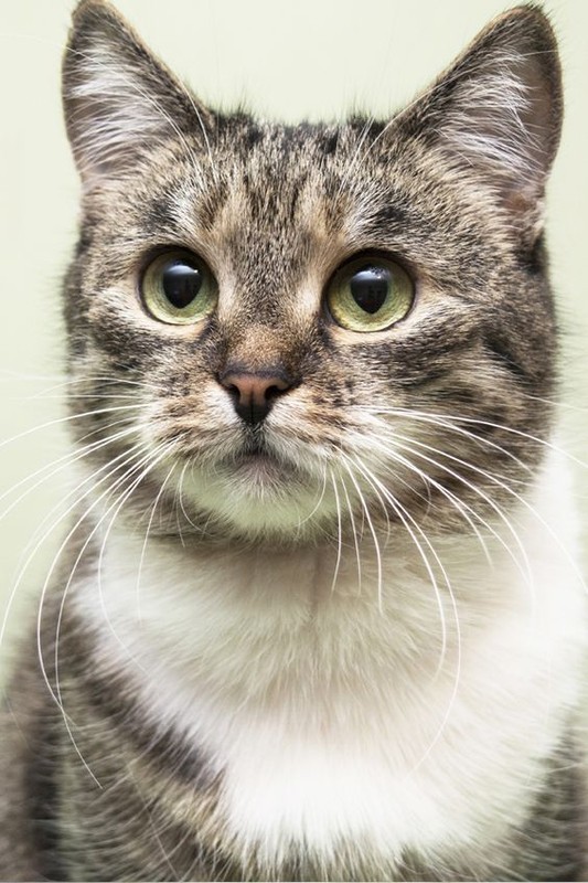 Cat-Friendly434a32ed8e692e4f9d025839a.jpg
