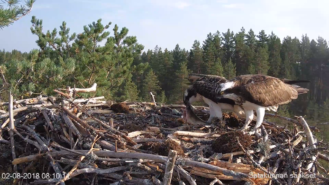Satakunnan sääkset (Osprey Cam in Finland) - #sääksilive 3-4-45 