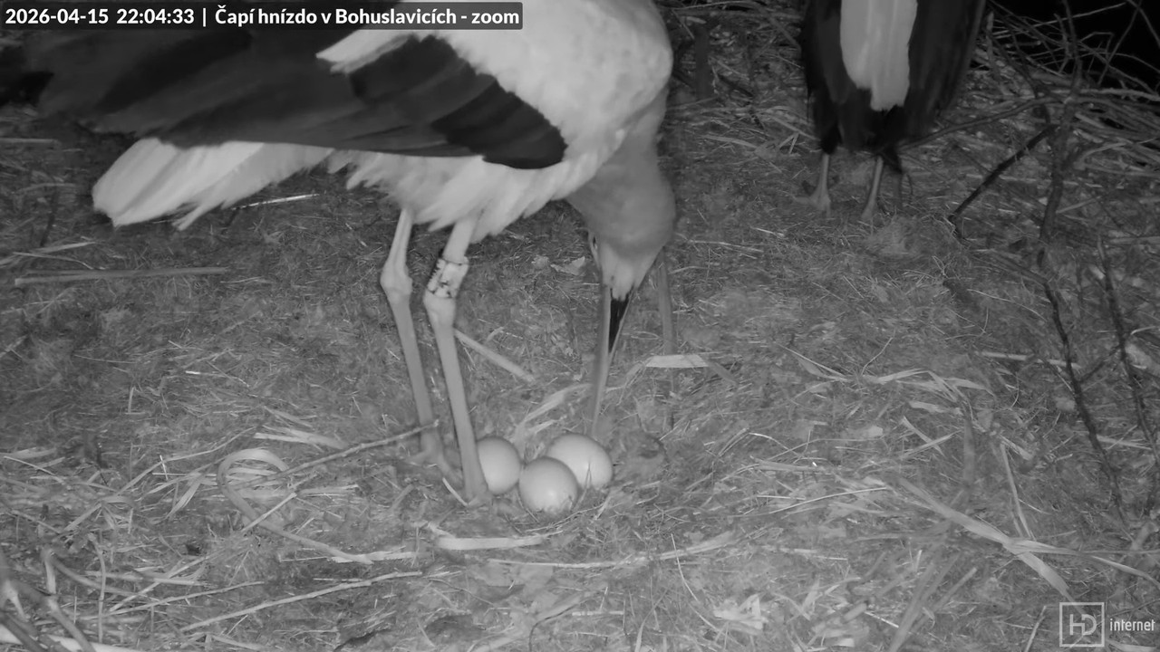 Tiešraide no stārķa skursteņa Bohuslavicē netālu no Trutnovas 4K (tuvināms) 12 53 33 screenshot