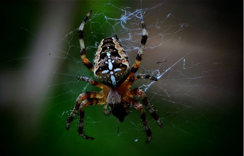 Spiders Pest Control in Your Residence Ways to Get Away of Them