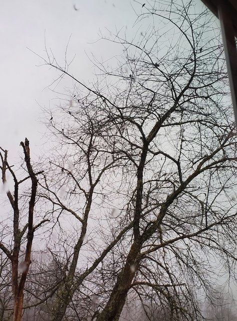 [Image: 20240122-Franklin-Birds.jpg]