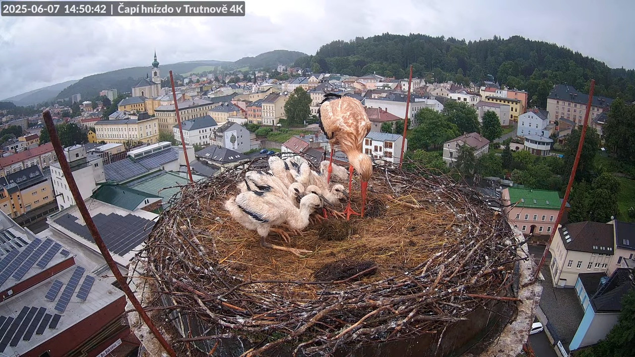 Tiešraide no stārķa ligzdas uz alus darītavas skursteņa Trutnovā 12-31-44 screenshot