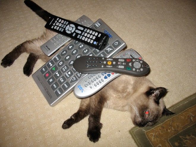 Когда коты хотят отдохнуть, их ничто не может помешать — даже это!