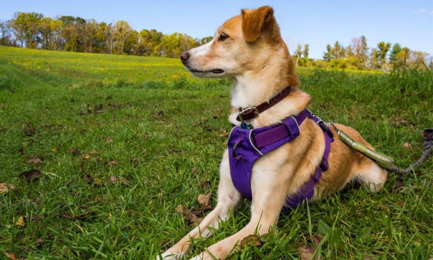 All Three Kinds of Dog Harnesses