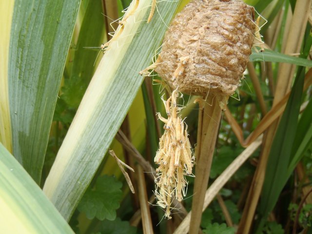 P5225570