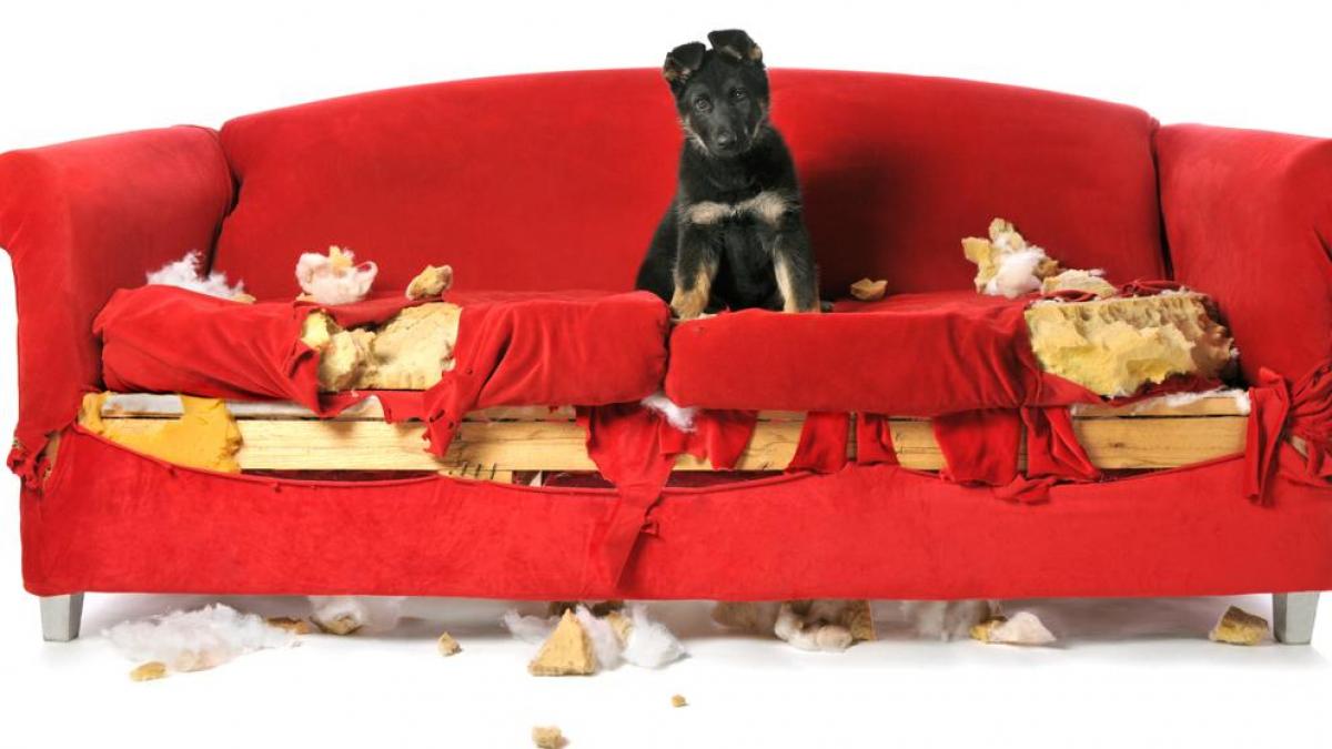 Mujer se queda sin ahorros por culpa de su mascota