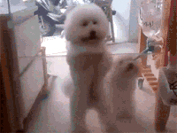 88d0b26890da3221c8beaad6fbfb419d-w200.gif