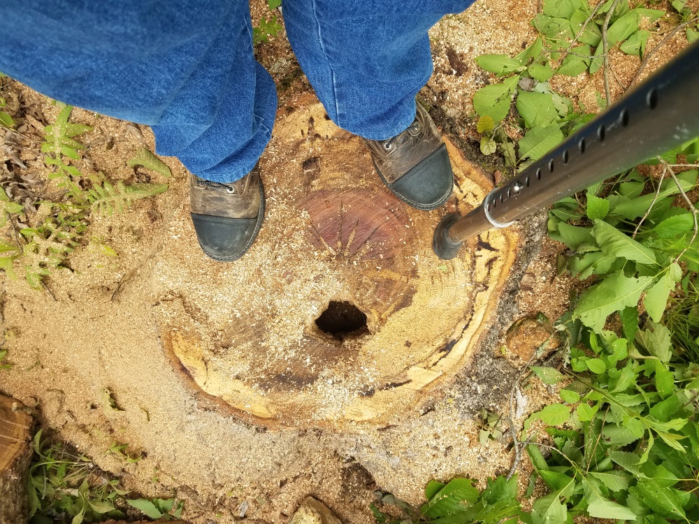 How big of a chainsaw do I need to cut this tree down? Video added