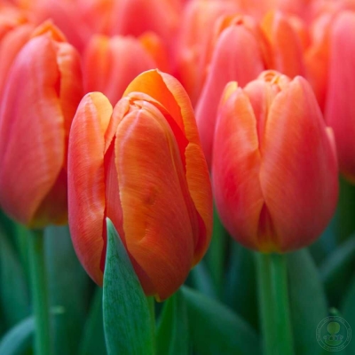 orange Yuice