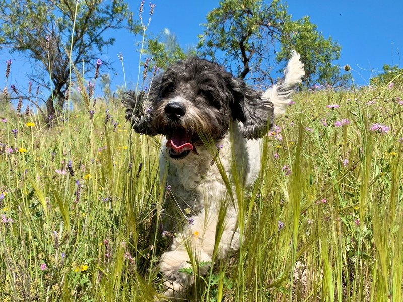 digger-meadow.jpg