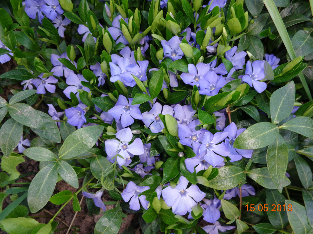 барвинок в цвету