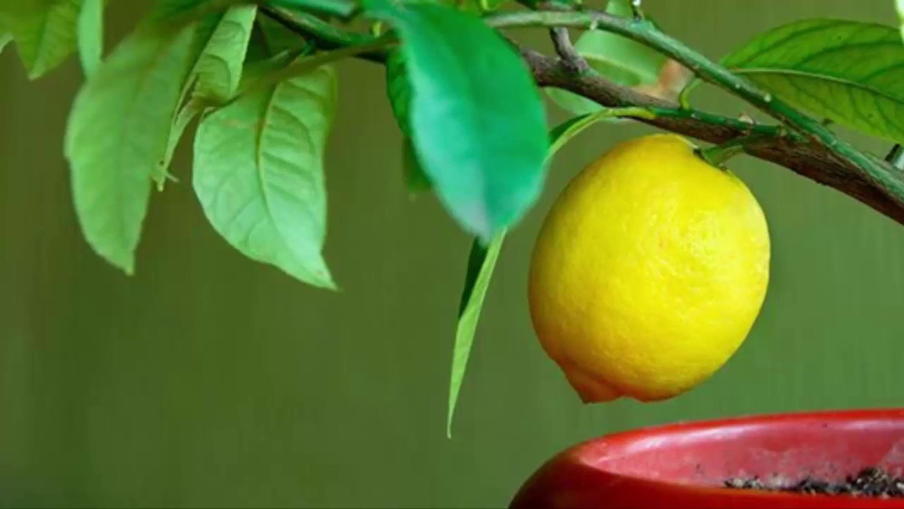 Почему у лимона комнатного могут желтеть листья в летний период и как бороться с этим