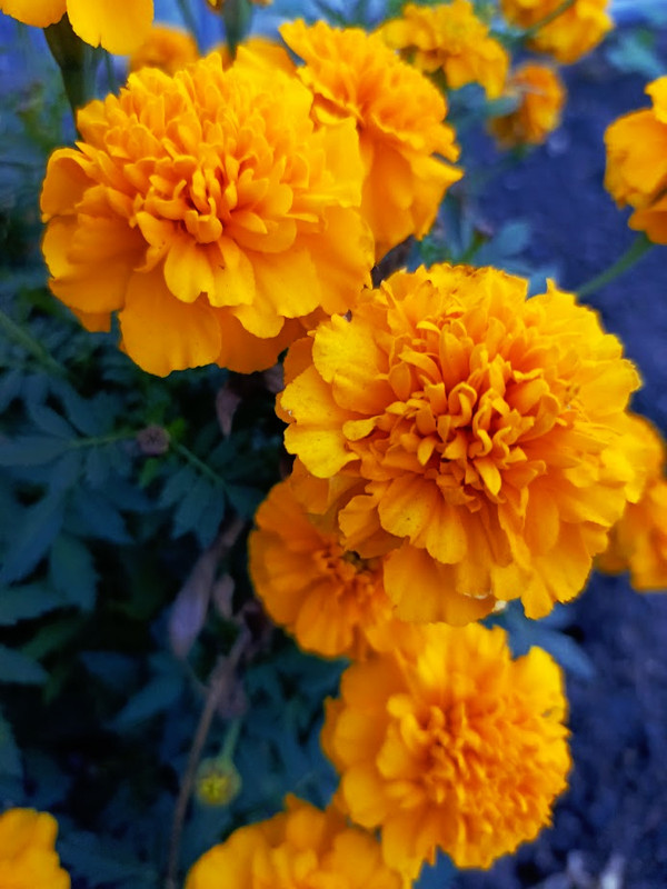 IMG_20230930_181551_663-fotor-20231001105228