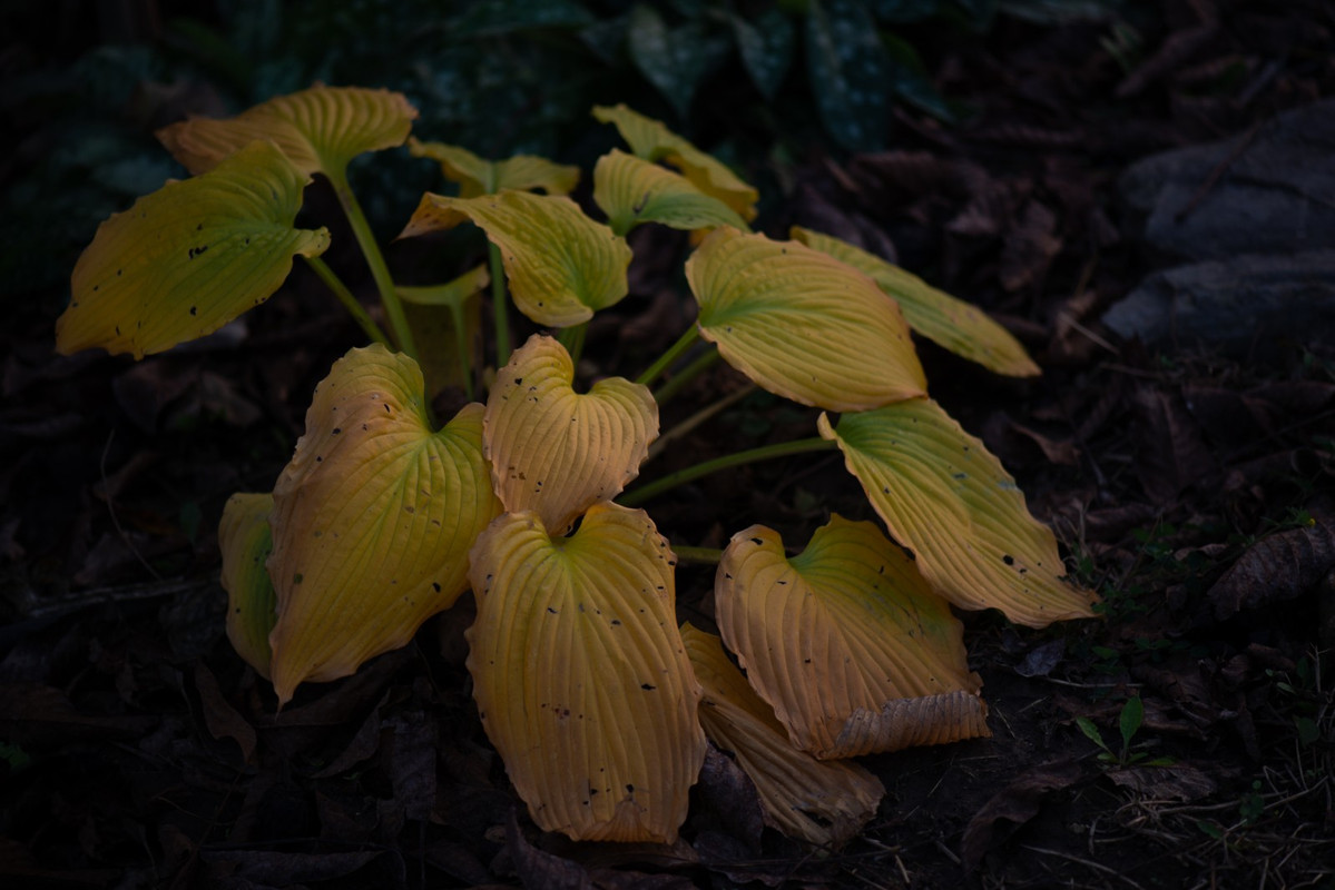 IMG-f119cbb6bc7a0b939832e9f11ff79d64-V