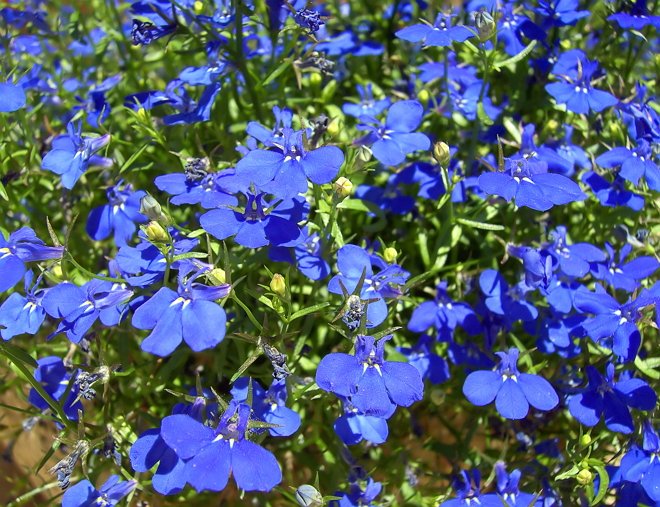 Необычное сочетание какие еще цвета подходят к цветку с синими цветочками