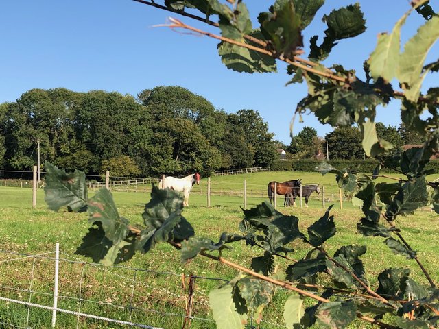 horses-datch-field-2020.jpg