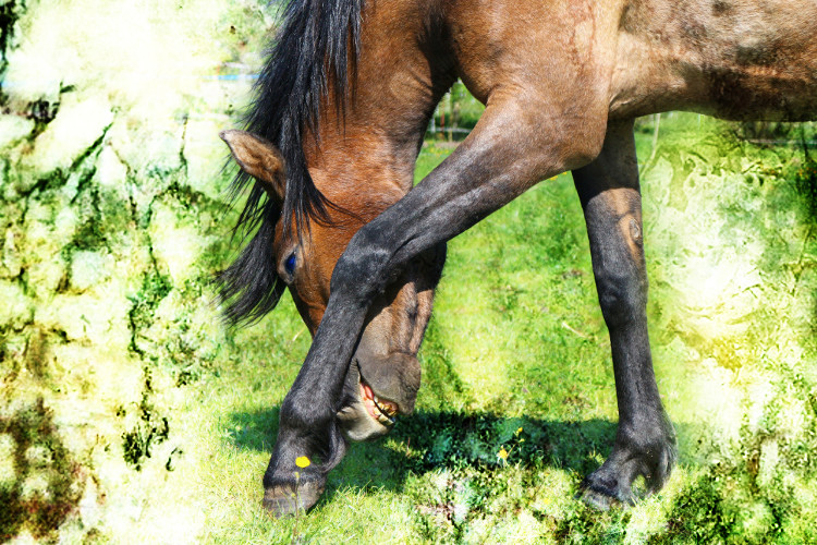 [Image: horse.jpg]