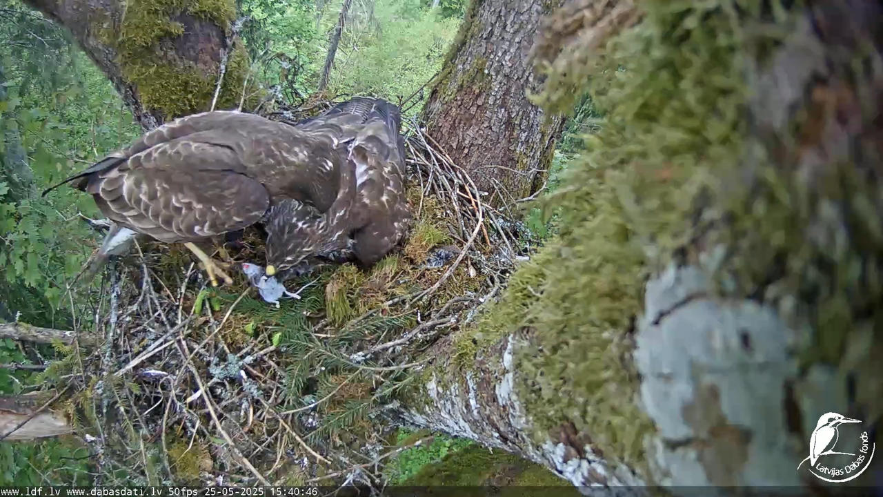 Melnās klijas (Milvus migrans) Kurzemē_ peļu klijāni (Buteo buteo) 12-14-1 screenshot