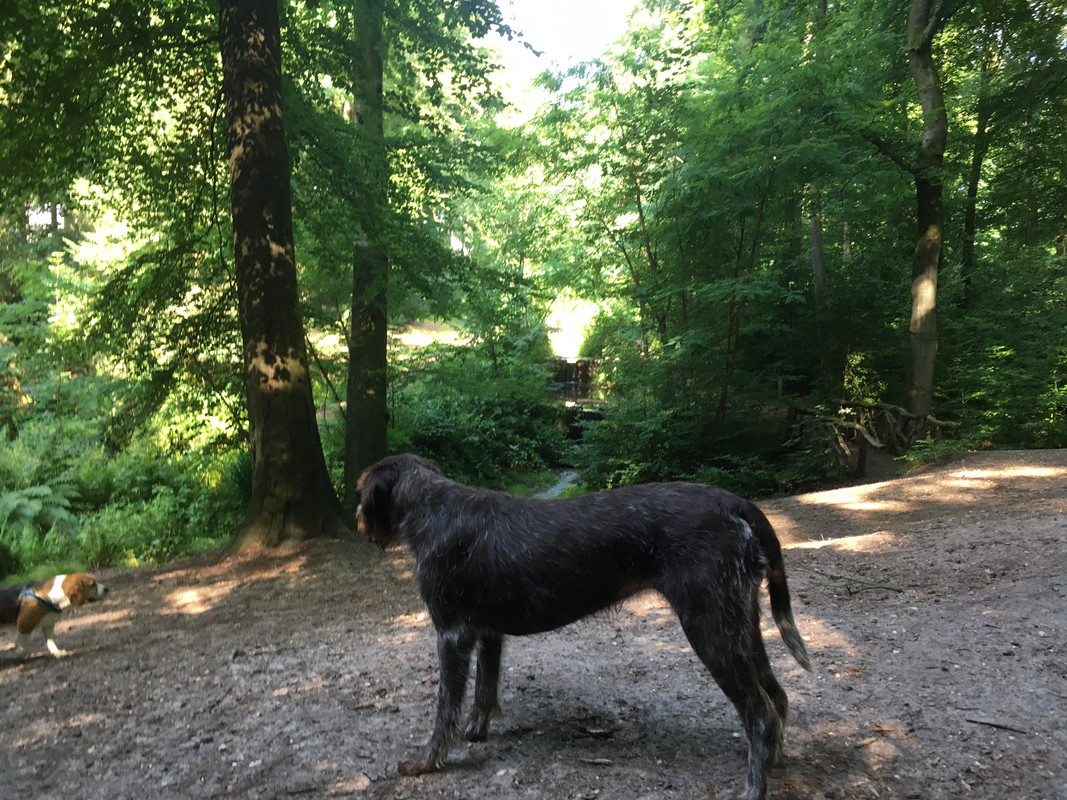 2023-19-07 H.berg meditatiespot met Beagle IMG_2490 (002)