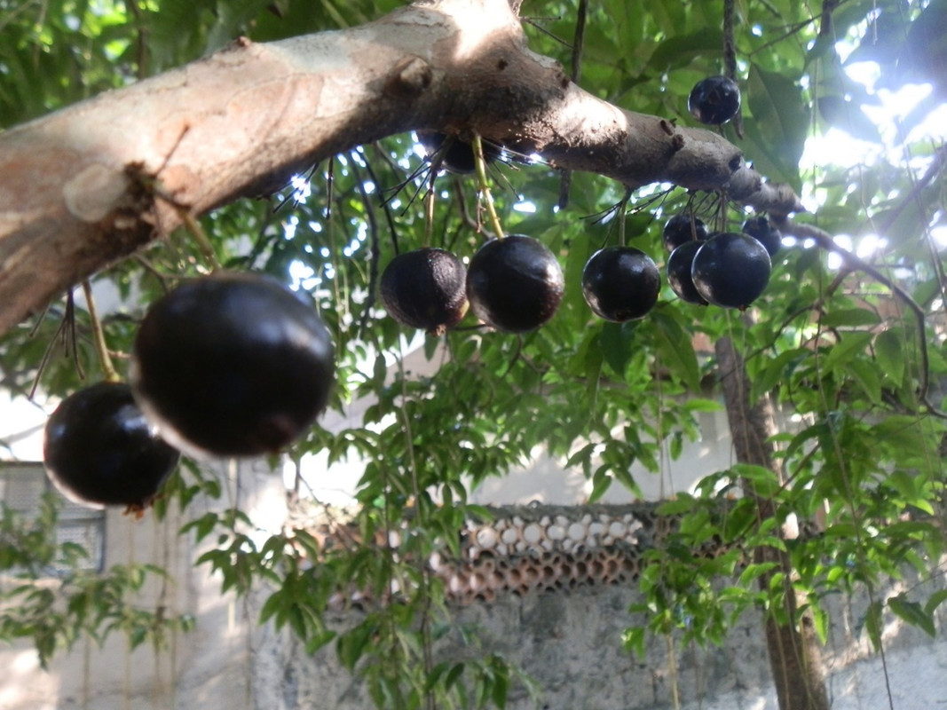 Jabuticaba de Cabinho (4) small