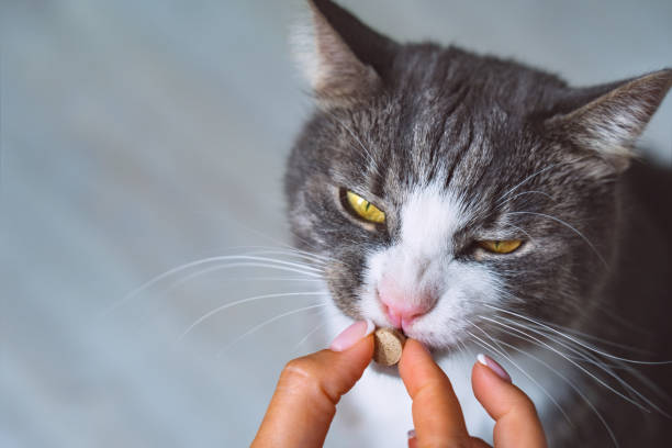 Cat-Care-7.jpg