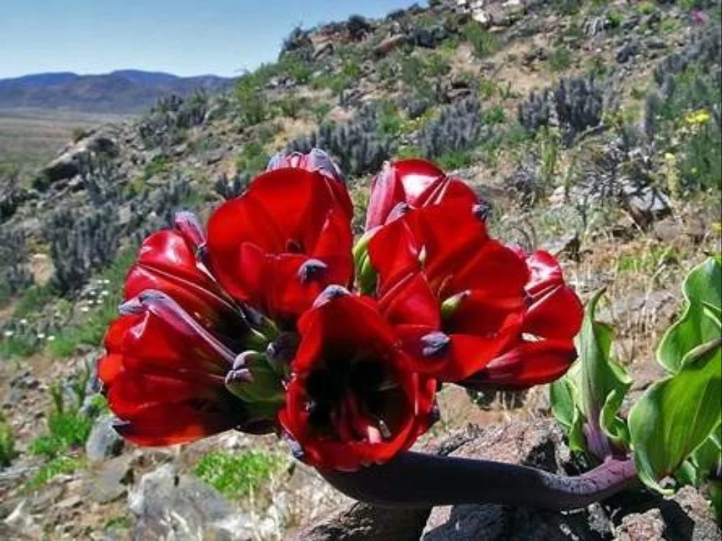 [Image: le-chili-atacama-le-dsert-des-fleurs-11-1024.webp]