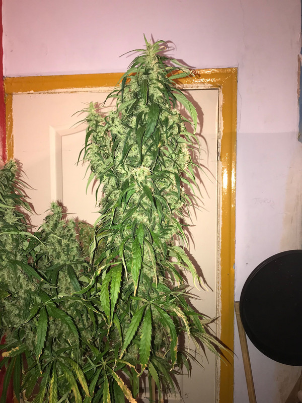 E333744C-853A-4C92-B0C1-3D0802CDD730