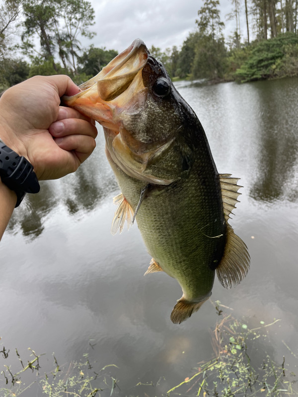 6BC6D631-031B-4120-826F-29EA17B106F6