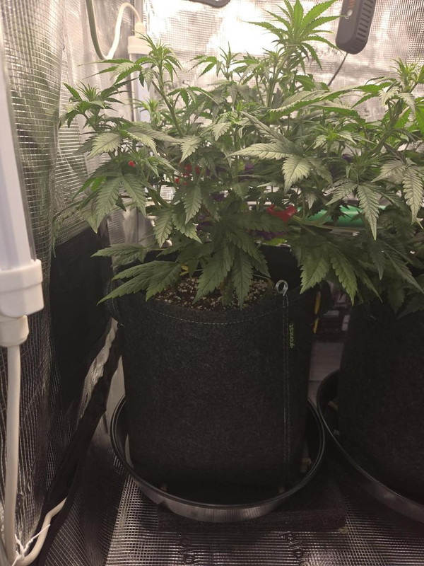 Messenger creation 297819DE A286 40D1 97F4 D805DF4D6CBD