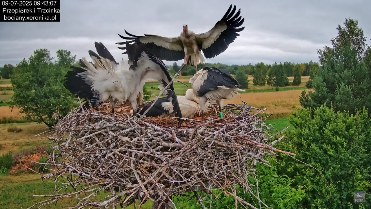 09072025bociany37