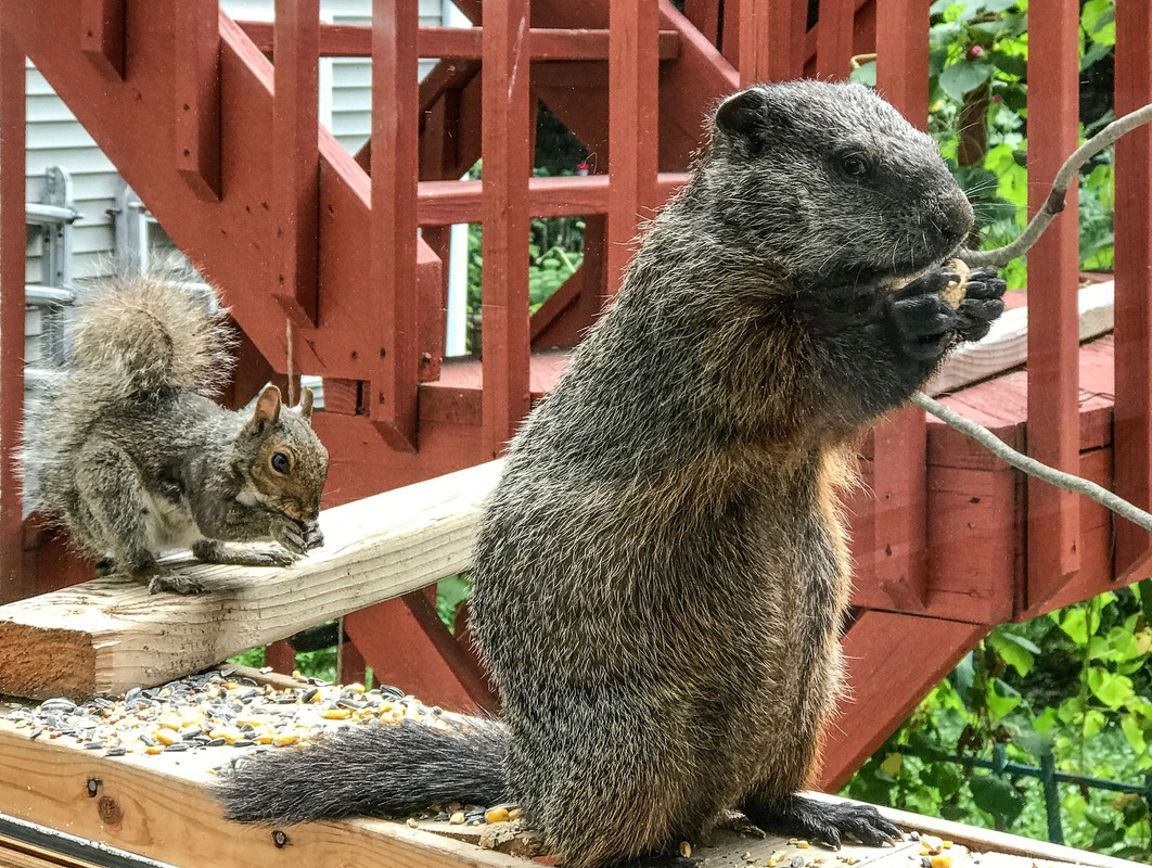 (JPEG Image, 4014?×?3024 pixels) - Scaled (20%)