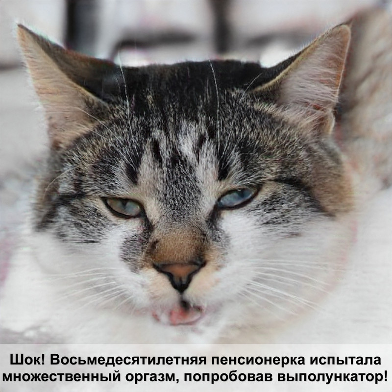 кошка лезет шерсть витамины