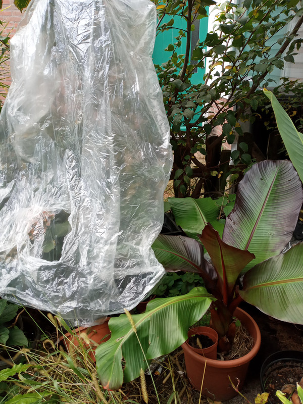 [Image: 20201023-141156.jpg]