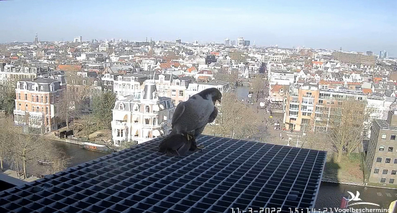 amsterdam - Amsterdam/Rijksmuseum screenshots © Beleef de Lente/Vogelbescherming Nederland Video-2022-03-11-151656-Moment