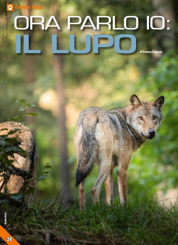 Foc Wil - Giu 2024 (7)