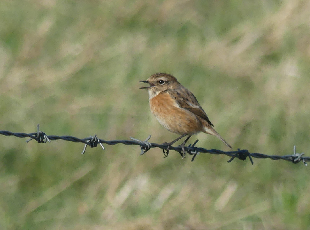 FE STONECHAT 2