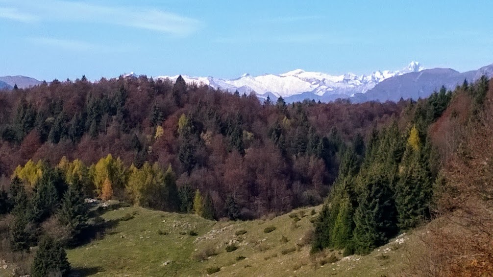 Translessinia
