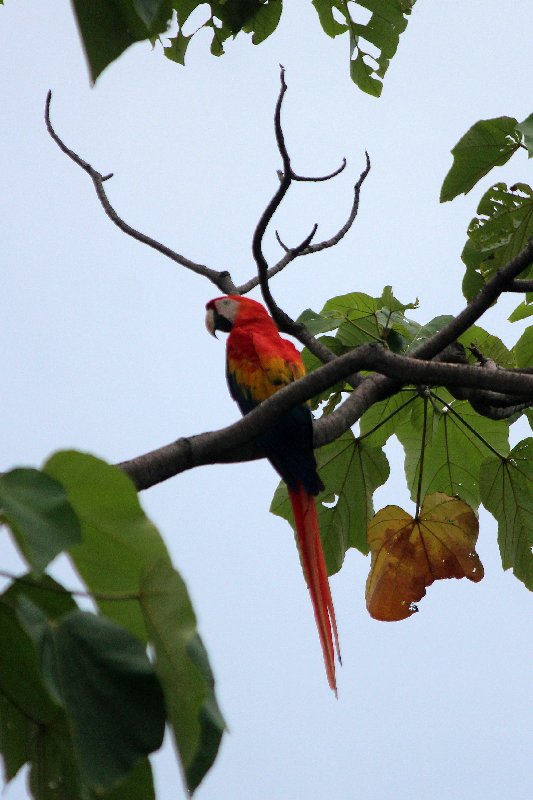 DIA 12: TRASLADO A DOMINICAL Y COCODRILOS EN TÁRCOLES - DE TORTUGAS Y PEREZOSOS. COSTA RICA 2019 (15)