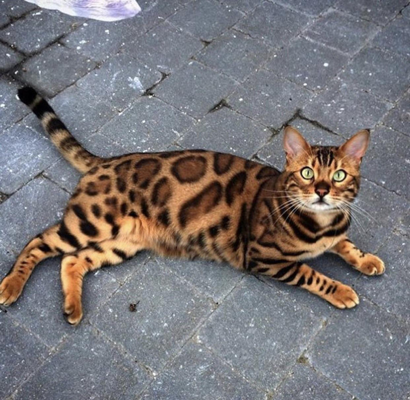 (JPEG Image, 1242?×?1210 pixels) - Scaled (63%)