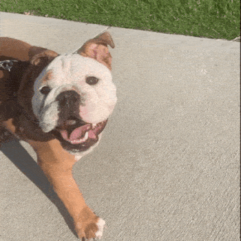 happy-dog-gif-27.gif