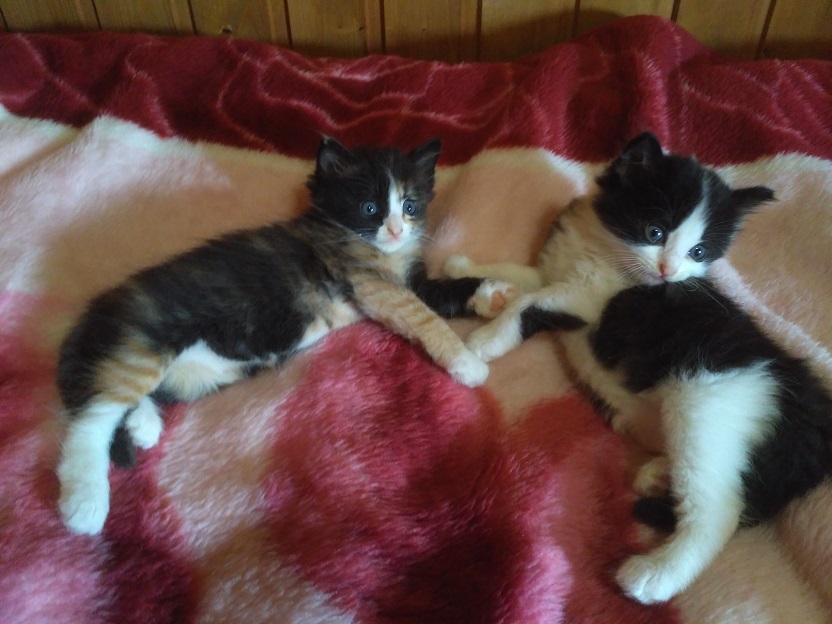 Стёпа и Клёпа