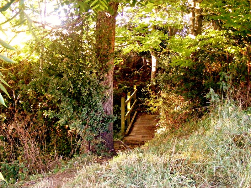 autumn-woodland-bridge.jpg