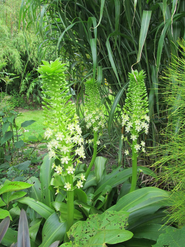 Eucomis pole-evansii
